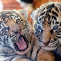 Profile Picture of Evie Drazevic (@evie-drazevic) on Quora