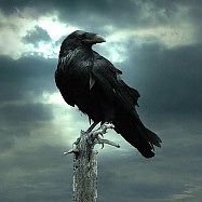 Profile Picture of Robert Nilson (@jroni09) on Twitter