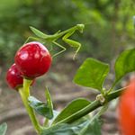 Profile Picture of joonchong_1130 (@joonchong_1130) on Instagram