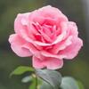 Profile Picture of Jeffrey L Pair (@@jeffreylpair) on Tiktok