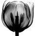 Profile Picture of Chad Burner (@carl.morris.902604) on Facebook