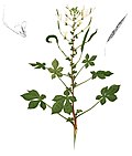 Profile Picture of Cleome gynandraon Wikipedia