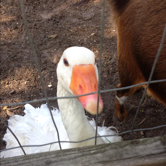 Profile Picture of Fran Siracusa (@fransiracusa) on Poshmark