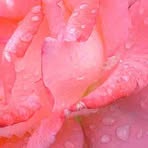 Profile Picture of Devin Behrens (@Devin-Behrens) on Facebook