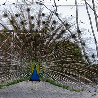 Profile Picture of Susanne Browne (Susanne Hansen) (@susanne.browne.9) on Facebook