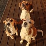 Profile Picture of Abbey, Archie & Steve (@abbeysbeaglepack) on Instagram