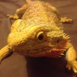 Profile Picture of Jacob Kleinert (@patches1324) on Instagram