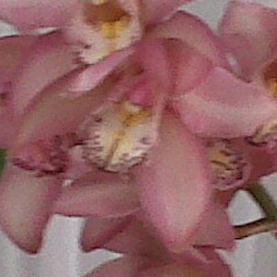 Profile Picture of Elisa Lora (@ElisaloraOlga) on Twitter