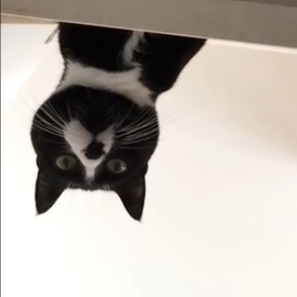 Profile Picture of Nikki Hoxie (@nhoxie8) on Poshmark