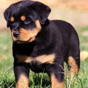 Alex Gleason - Twitter Profile Picture of Alex Gleason (@A_Gleason_210) on Twitter