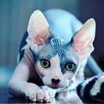 Profile Picture of shelby  corrins (@aqua_art200) on Instagram