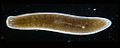 Profile Picture of Planaria torvaon Wikipedia