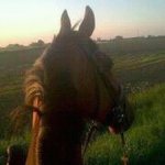 Profile Picture of Jolien Cottignies (@joliencottignies) on Instagram