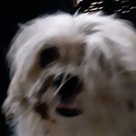 its a French goat cheese - Instagram Profile Picture of its a French goat cheese (@caissie.kevin) on Instagram