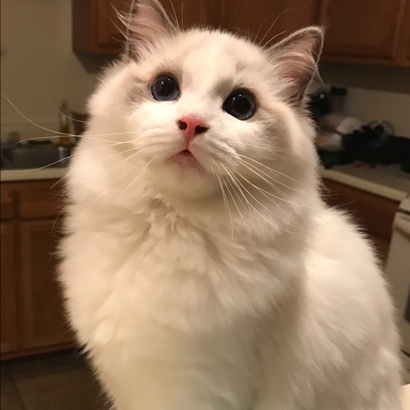 Profile Picture of Yiqi Liu (@61777) on Poshmark