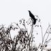 Profile Picture of Daniel Hosseini (@danielh6127) on Pinterest
