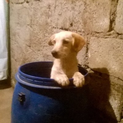 Profile Picture of Mario Edgar Vega (@MarioedgarEdgar) on Twitter