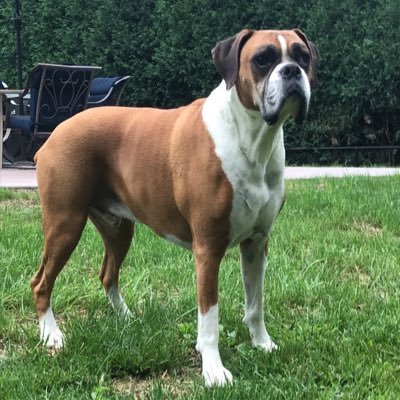 Profile Picture of Amy Bellile (@DukeandChamp) on Twitter