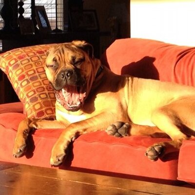 Profile Picture of Joe Rapisarda (@rapisj01) on Twitter