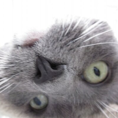 Profile Picture of Shelly Schoen (@SchoenShelly) on Twitter