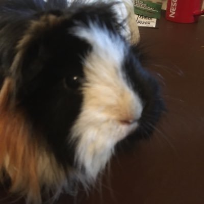 Profile Picture of Dave Osmond (@DaveOsmond2) on Twitter