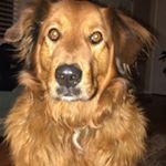 Profile Picture of phyllis springer (@springer_phyllis) on Instagram