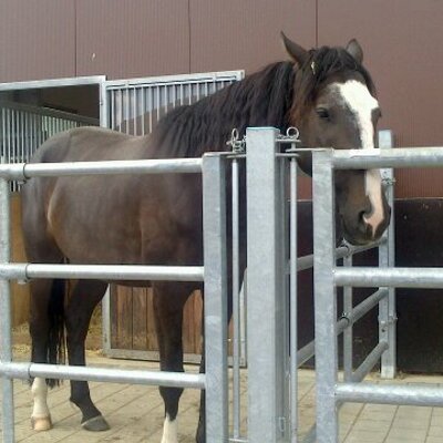 Profile Picture of Sabrina Bär (@sabibaer) on Twitter