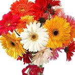 Flower Power Bradford - Facebook Profile Picture of Flower Power Bradford (@flower.powerbradford) on Facebook