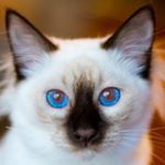 Profile Picture of Matthew Goetz (@malevolentsjn) on Instagram