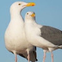 Profile Picture of Bonnie Keen (@bonnie-keen-7) on Quora