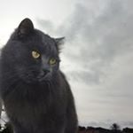 Profile Picture of Davide Concilio (@davide.concilio.social) on Instagram