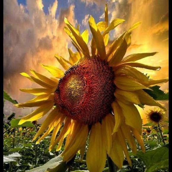 Profile Picture of Denise Londak (@dlondak) on Poshmark