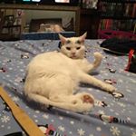 Profile Picture of Shelly Rutherford (@rutherfordshelly) on Instagram