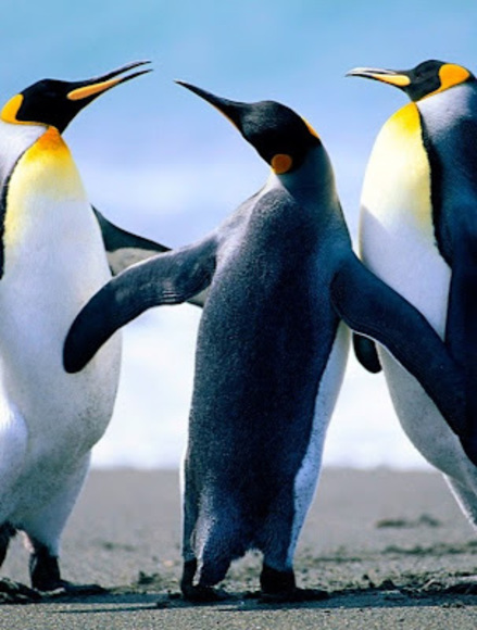 Profile Picture of Mutamn Eltom (@mutamneltom) on Poshmark