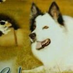 Profile Picture of Deborah Powers (@lonewolfranch) on Instagram