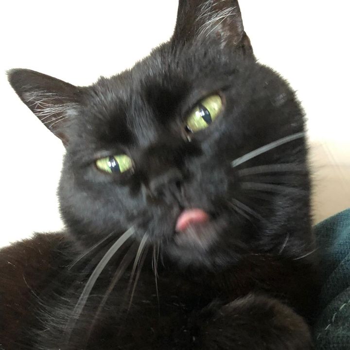 Profile Picture of Purrington (@purrington) on Tiktok