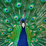 Profile Picture of Admkelly84 (@admkelly84) on Flickr