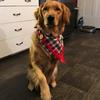 Profile Picture of charles.steadman (@@maddie_the_golden1) on Tiktok