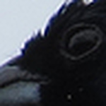 Profile Picture of Ivan Silva (@van550) on Flickr