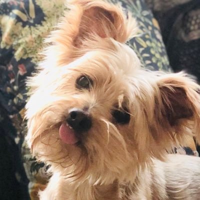 Elliot Blair - Twitter Profile Picture of Elliot Blair (@ElliotBlair7) on Twitter