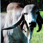 Profile Picture of Gabriel Mayorga (@mayo4111) on Instagram