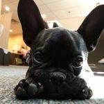 Profile Picture of Bruce Franklin Benin (@thefrenchie_bruce) on Instagram