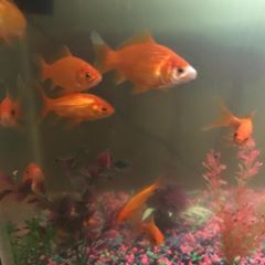 Profile Picture of Armando Manzanero (@user814058268) on Tiktok