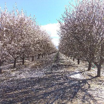 Profile Picture of Alex Tabrizi (@alextabrizi) on Twitter