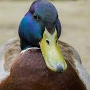 Profile Picture of Jerry The Duck Lord (@CecilHarvey03) on Twitter
