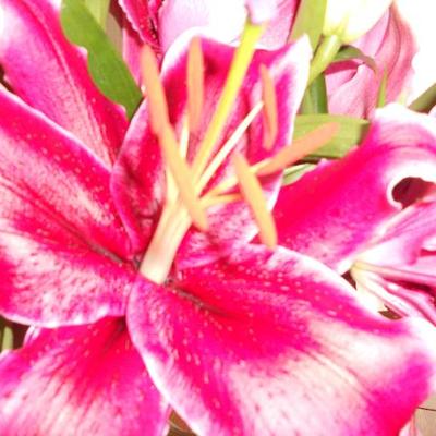 Profile Picture of Joyce Tait (@1736anenome) on Twitter