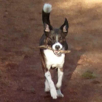 Profile Picture of Jay Brogden (@brogusblue) on Twitter