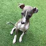 Profile Picture of Ivy&Walter (@ivycraven_iggy) on Instagram