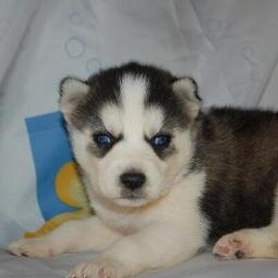 Profile Picture of Tim Satterfield (@timsatterfield3) on Twitter