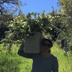 Ellen Knight - Instagram Profile Picture of Ellen Knight (@railflowerfarm) on Instagram
